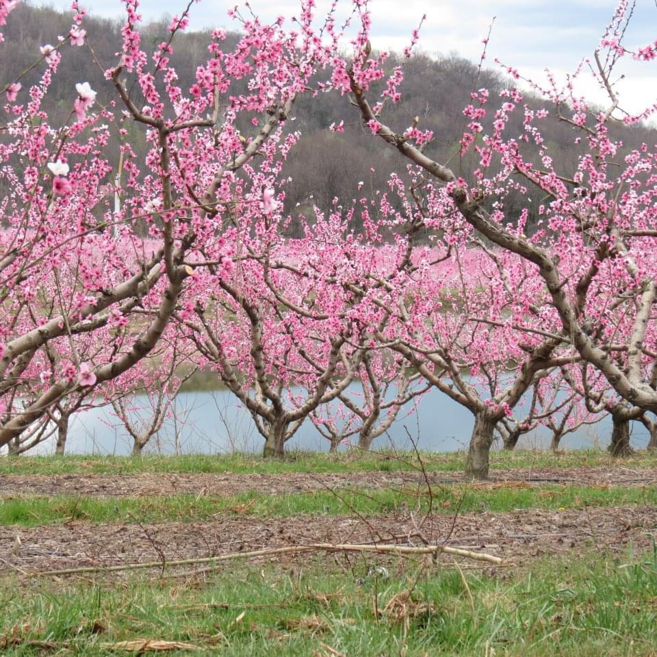Agriculture Image